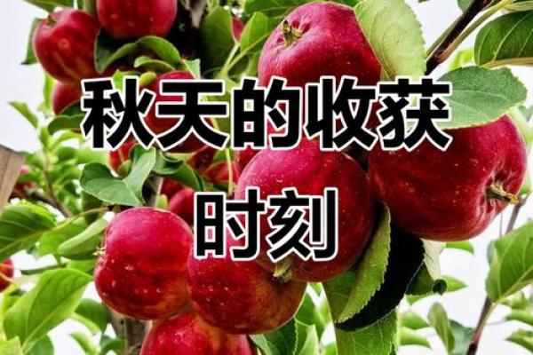 十月的魅力:感受秋季的温暖与丰收 十月的魅力:感受秋季的温暖与丰收