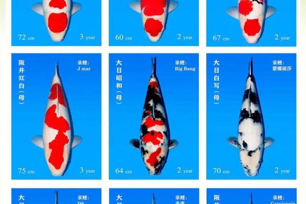 土命人选择锦鲤的颜色寓意与养护技巧分析