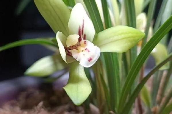 蕙质兰心的意义与美丽，诠释女性独特的内涵与气质