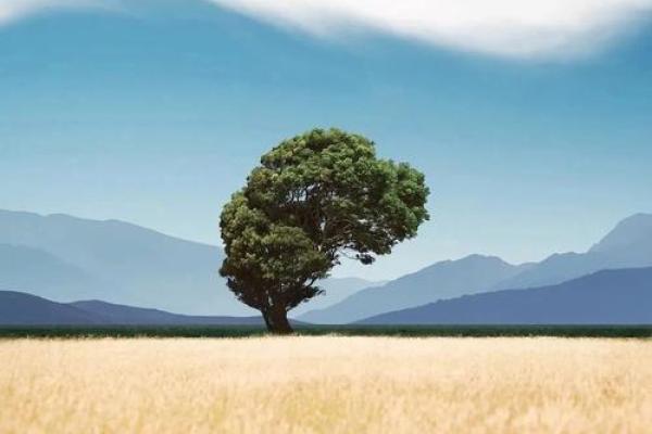 命若琴弦:人生的韵律与和谐之道_1 命若琴弦:人生的韵律与和谐之道_1