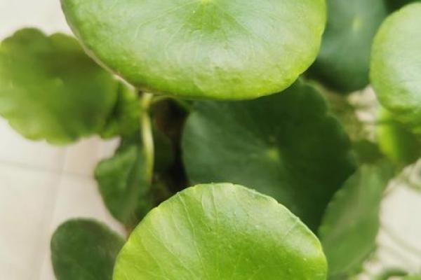 探寻“绿命”的奥秘：自然与健康的和谐生活之道