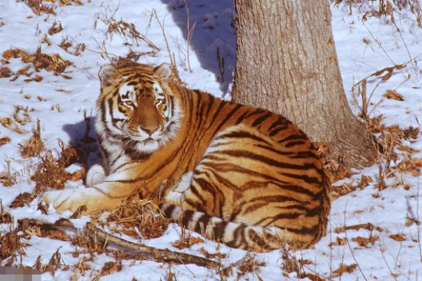 1974年的命运：探秘甲木人一生的心路历程