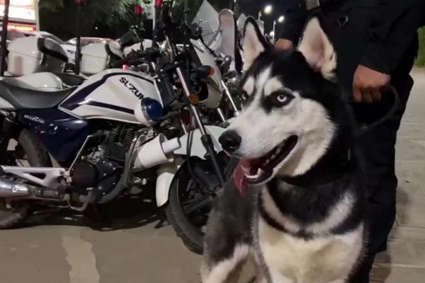 哈士奇：为什么它们无法成为优秀的警犬？揭秘背后的原因！