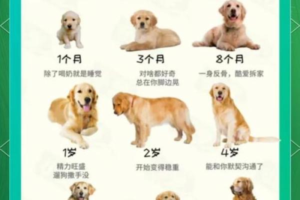 属狗人的命运：60岁后的生活与智慧启示