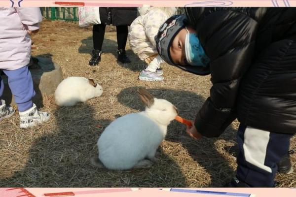 揭开2011年兔子命的神秘面纱，探讨其性格与命运！