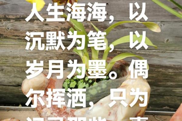 命淡泊的深意与生活哲学：追求内心的宁静与幸福