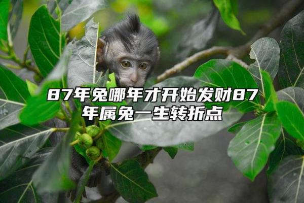 87年腊月11日出生的人命运揭秘：探寻神秘的命理之路