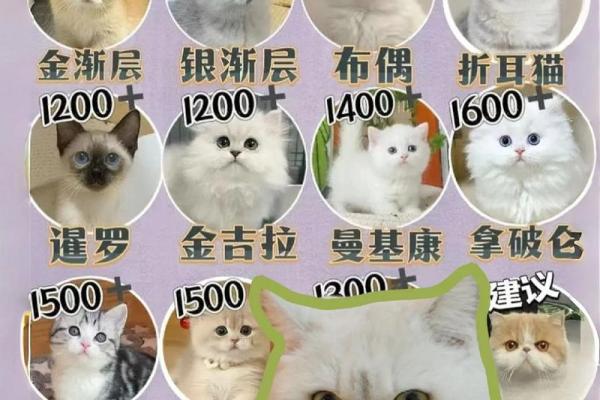 命中注定的猫咪：哪些人适合养猫？