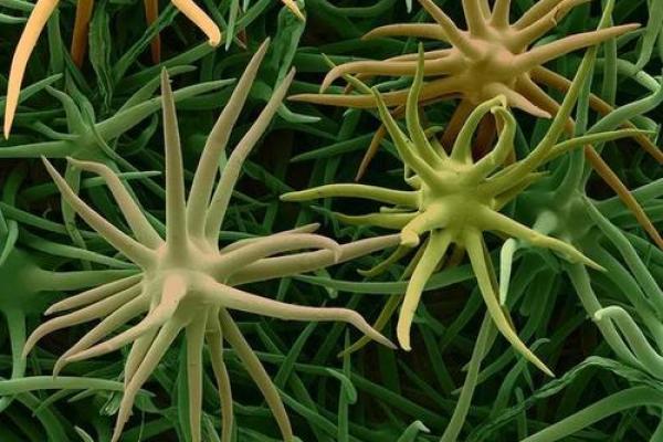 如何通过补品选择延续生命的秘密